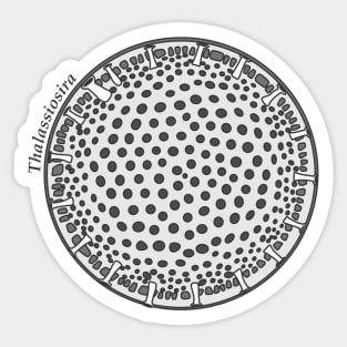 Diatom - Thalassiosira (scientific) Sticker